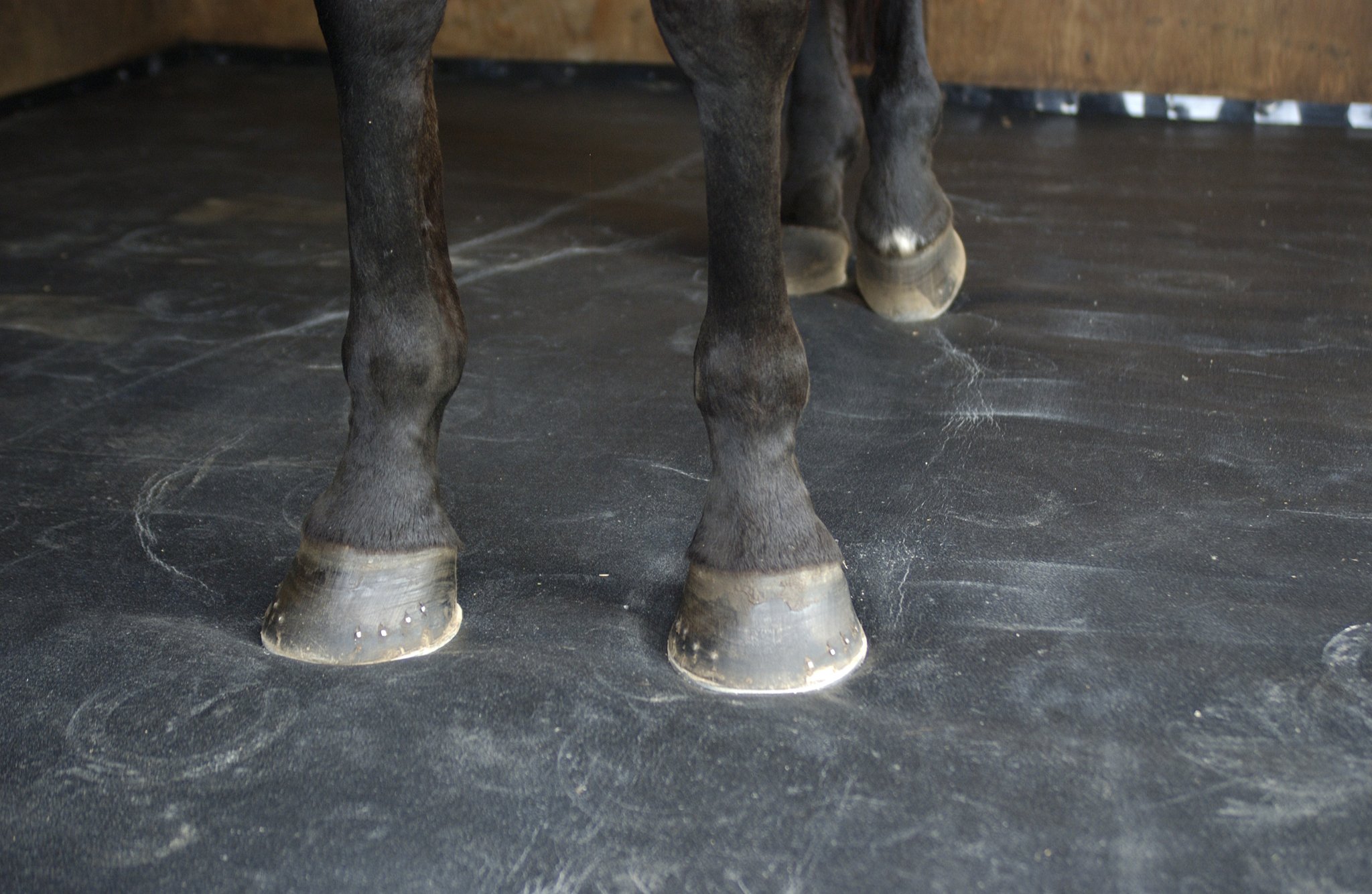 Brand New Horse Stall Flooring System. No More Need For Horse Stall Mats!