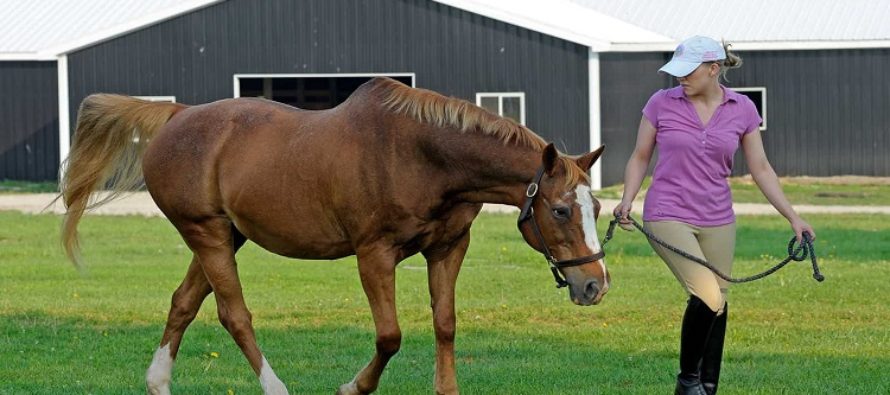 Horse Stalls Walking