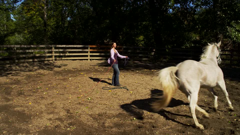 Horse Training Video
