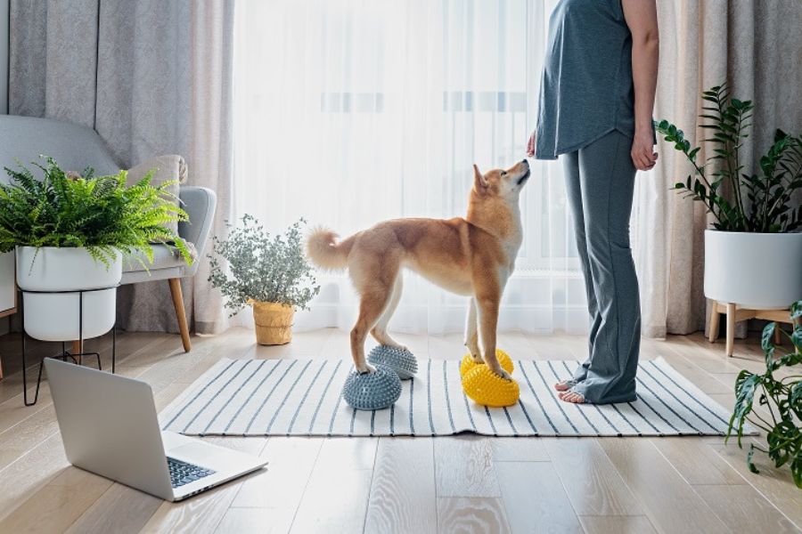 Daily Pet Care Routine: How to Keep Your Pet Healthy and Happy