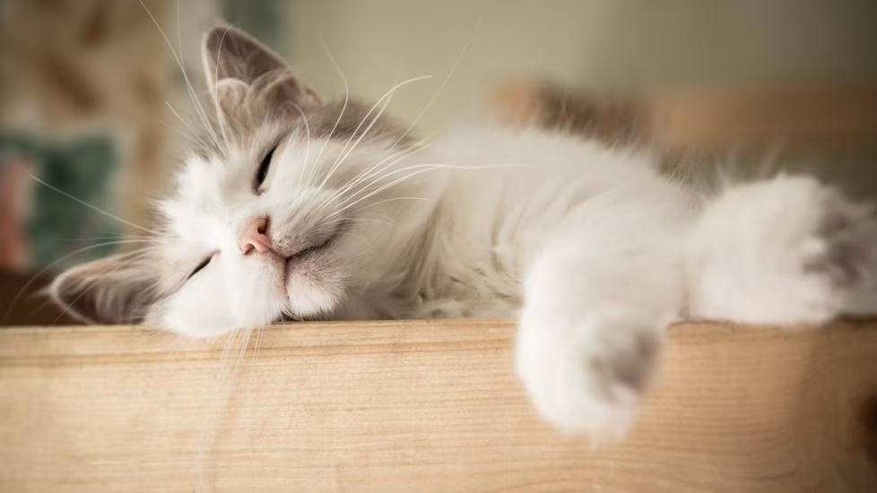 How to Take Care of Indoor Cats for a Stress-Free Lifestyle