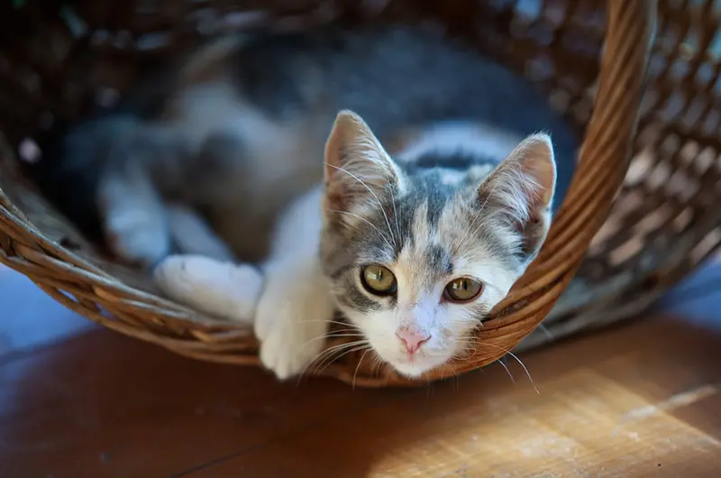 Best Cat Care Tips to Keep Your Cat Active and Healthy