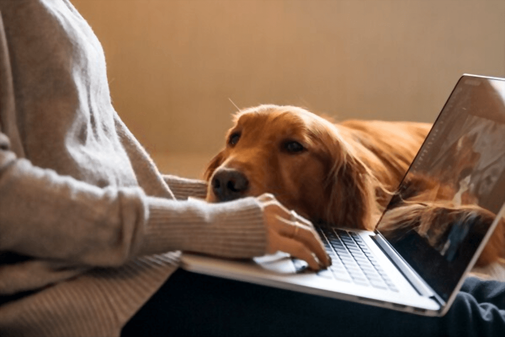 Daily Dog Care Routine for Working Professionals with Busy Schedules