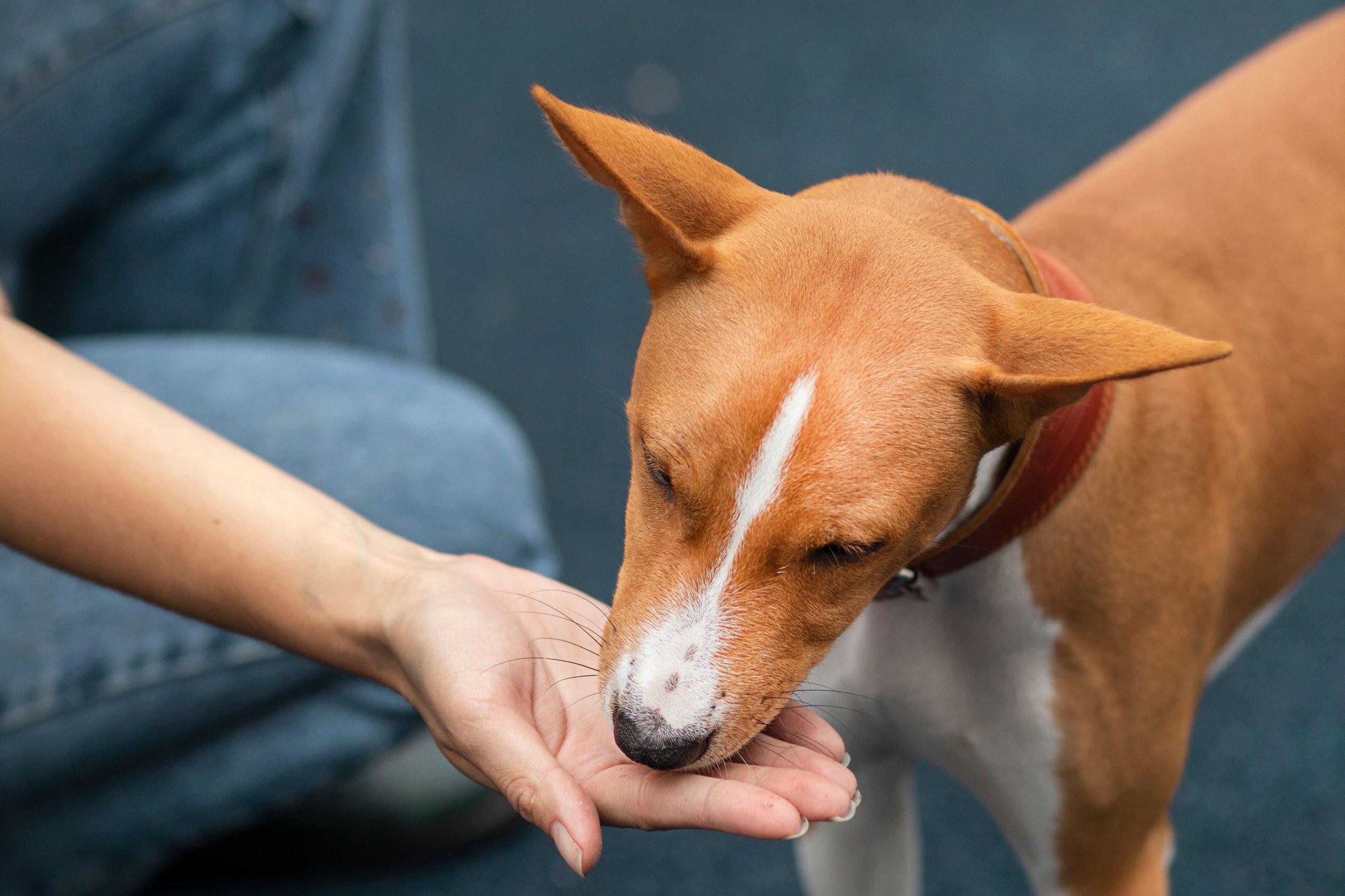 Best Dog Care Tips for Healthy Skin, Coat, and Digestion